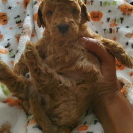 Maltipoo Puppies from Awwws-n-Pawws