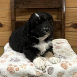 Orange Collar Boy - Black tri-color male Australian Shepherd puppy in Van Wert, Ohio from Northwest Ohio Aussies