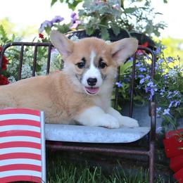 Olga - Red female Pembroke Welsh Corgi puppy in Pollock, Missouri from Northstar