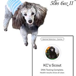 Scout - Poodle