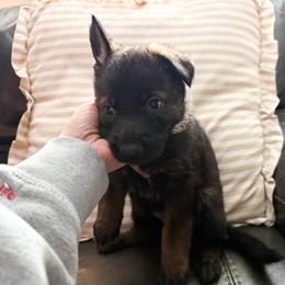 Female 3 - Sable female German Shepherd puppy in Denver, Colorado from Morales Kennels
