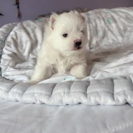 Male baby - White male Pomeranian puppy in Rhode Island from Heartfelt Kennels