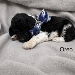 Oreo - Parti male Poodle puppy in Flora, Illinois from Hanging Rock Poodles
