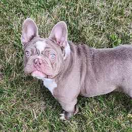 Hambone - French Bulldog