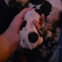 Girl 8 - Black and white female Basset Hound puppy in Princeton, Minnesota from Blissful Basset Hounds