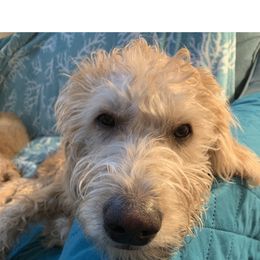 Chaz (or Sunny) - Golden Double Doodle puppy in Kent, Washington from Riverside Doodles - Seattle (A+ genetics)