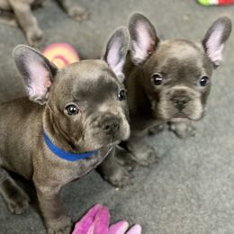 French Bulldog Puppies from Fabled Frenchies