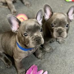 French Bulldog Puppies from Fabled Frenchies
