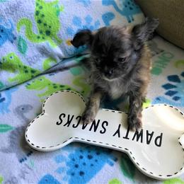 Chihuahua Puppies from Chilove Chihuahuas