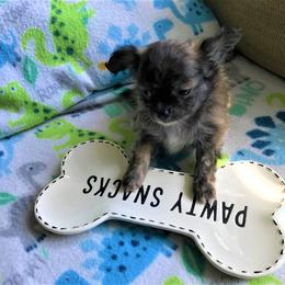 Chihuahua Puppies from Chilove Chihuahuas