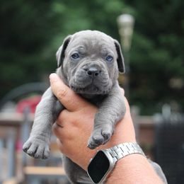 Yellow Collar - Gray female Cane Corso puppy in Lusby, Maryland from Coastal View Kennels