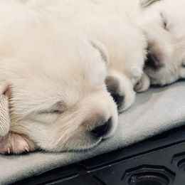 Labrador Retriever Puppies from Labsmith Labs