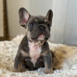 Donut - Blue male French Bulldog puppy in San Diego, California from California Dream Frenchies