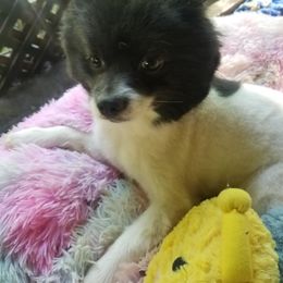 Pomeranian All Grown Up from Jacqueline's Pomeranians