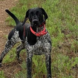 German Shorthaired Pointers from Gotchaby German Shorthaired Pointers