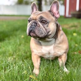 Dutton - French Bulldog