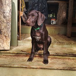 Leo - Liver male German Shorthaired Pointer puppy in Ashford, Alabama from Gosha & Nusha Kennel