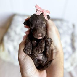 Robin- pink collar girl - Chocolate female Cavapoo puppy in Melbourne, Florida from Space Coast Doodle Co.