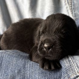 Kraken - Black male Newfoundland puppy in Brandenburg, Kentucky from Bluegrass River Newfoundlands