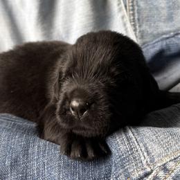 Kraken - Black male Newfoundland puppy in Brandenburg, Kentucky from Bluegrass River Newfoundlands