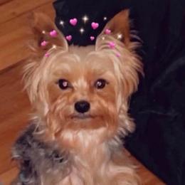 Mae - Yorkshire Terrier
