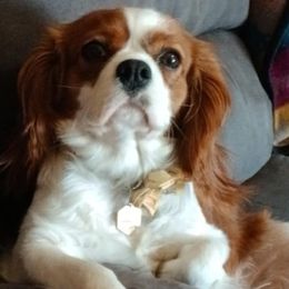 Winnie - Cavalier King Charles Spaniel