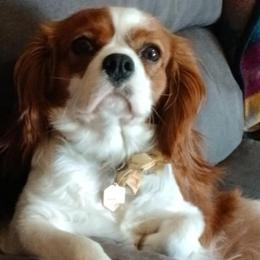 Winnie - Cavalier King Charles Spaniel