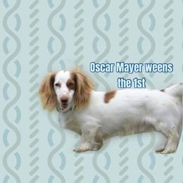 Weiner - Dachshund