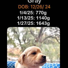 Girl 2nd pick - Golden Retriever puppy from Socalretrievers