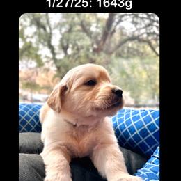 Girl 2nd pick - Golden Retriever puppy from Socalretrievers