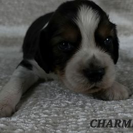 Charming - Tri-Roan male English Springer Spaniel puppy in Lake City, Florida from Patriot Springer Spaniels