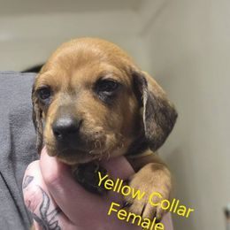 Yellow Collar - Red female Dachshund puppy in La Pine, Oregon from RoseDox Dachshunds