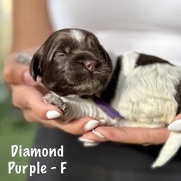 Diamond - Chocolate female Australian Labradoodle puppy in Morgan Hill, California from Loving Labradoodles