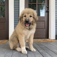 Boy 2 "Topper" - Colorado Mountain Dog puppy in Colorado Springs, Colorado from West Side Woofies