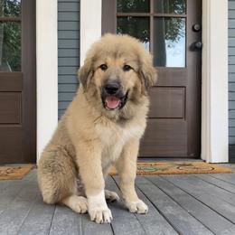 Boy 2 "Topper" - Colorado Mountain Dog puppy in Colorado Springs, Colorado from West Side Woofies