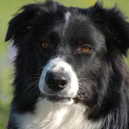 Win - Australian Shepherd