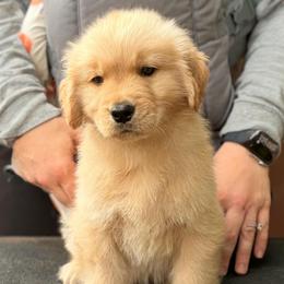 Hale - Golden male Golden Retriever puppy in Baltimore, Maryland from Passport Dachshunds