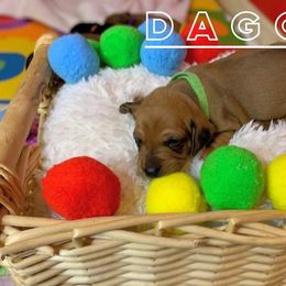 Dagger - Red Dachshund puppy in Washington, Indiana from The Pupsqueakery