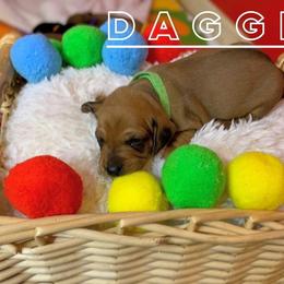 Dagger - Red Dachshund puppy in Washington, Indiana from The Pupsqueakery