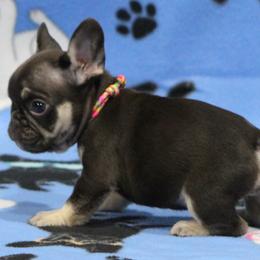 Chocolate and tan 1 - Tricolors female French Bulldog puppy in Tyler, Texas from Texas Top Notch Frechies