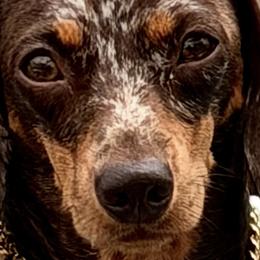 Dachshunds and French Bulldogs from Britany’s Boujee Breeds