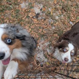 Toy Australian Shepherd puppies from Under the Oak Aussies