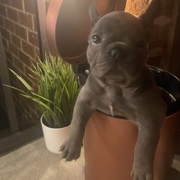 French Bulldogs from Luxury French Bulldogs