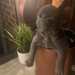 French Bulldogs from Luxury French Bulldogs