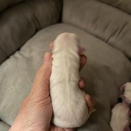 Olaf - White male Chihuahua puppy in Seneca, Missouri from Stephanie’s Puppy Colony