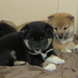 Shiba Inu and Yorkshire Terrier Puppies from Royal Kennels