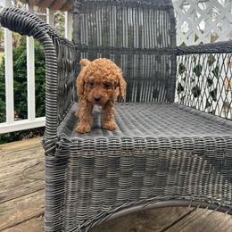 Milo - Red  male Poodle puppy in Mint Hill, North Carolina from DoodleForever