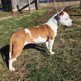 Elsie - Red female American Staffordshire Terrier puppy in Clintwood, Virginia from SkyBlue Kennel