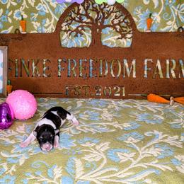 Dachshund, Giant Schnauzer, and Miniature Schnauzer Puppies from Finke Freedom Farm