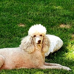 Poodle Puppies from Copper Canyon Standard Poodles